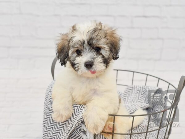 Coton De Tulear DOG Male White & Brindle 34688 Petland Novi, Michigan