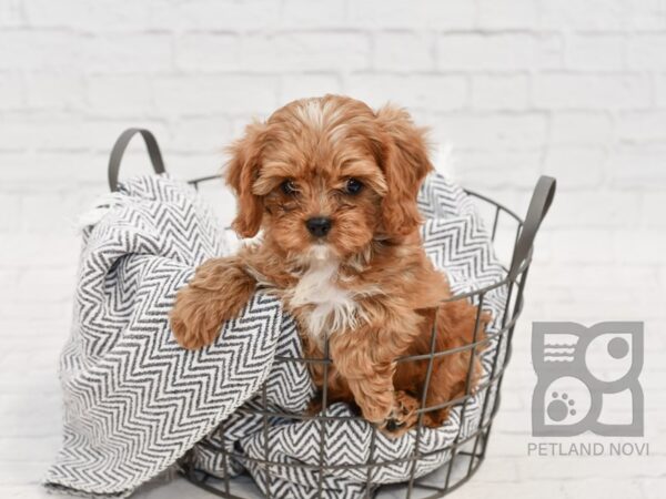 Cavapoo-DOG-Male-Ruby-34689-Petland Novi, Michigan