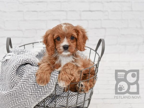 Cavapoo-DOG-Female-Ruby-34690-Petland Novi, Michigan