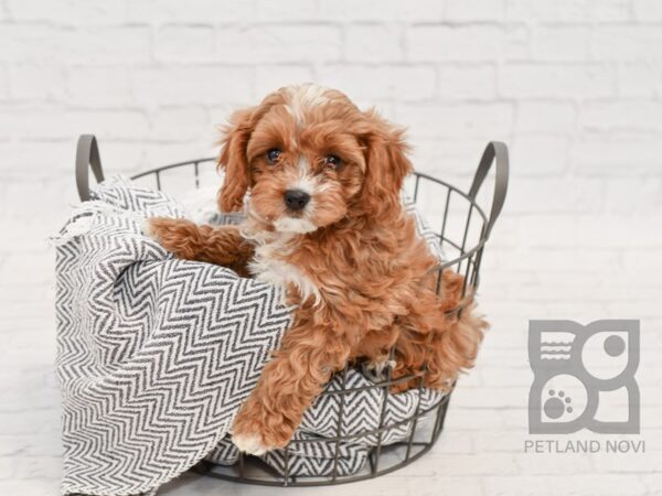 Cavapoo-DOG-Female-Ruby-34691-Petland Novi, Michigan