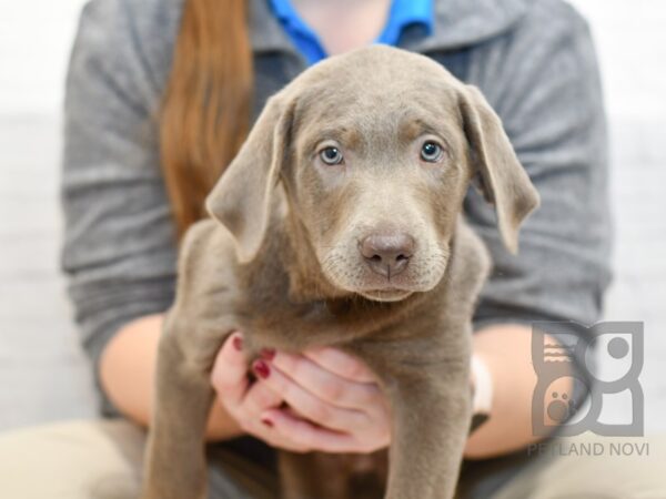 Labrador Retriever-DOG-Male-Silver-34692-Petland Novi, Michigan