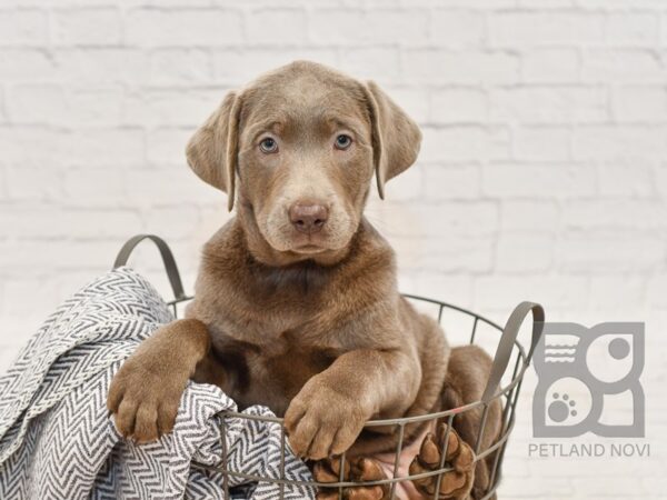 Labrador Retriever DOG Female Silver 34693 Petland Novi, Michigan