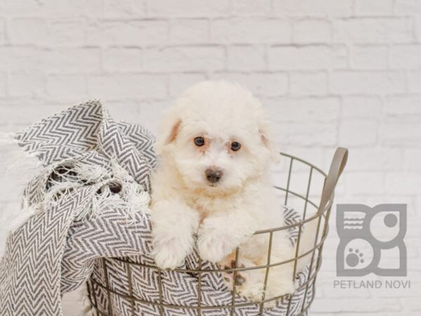 Bichon Frise DOG Female White 34694 Petland Novi, Michigan