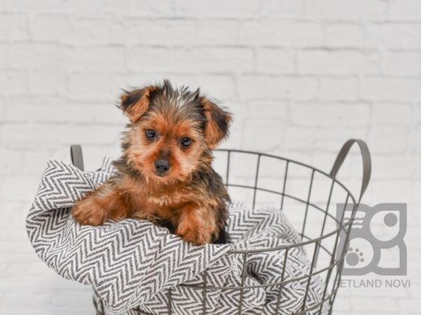 Silky Terrier DOG Female Black / Tan 34695 Petland Novi, Michigan