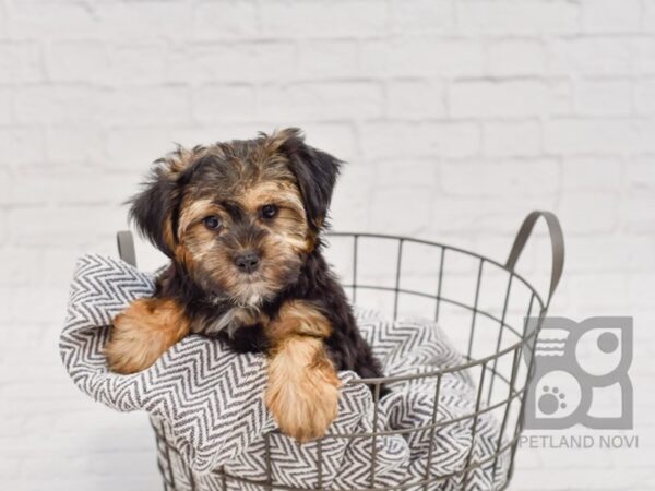 Silky-Malt DOG Male Black / Tan 34696 Petland Novi, Michigan