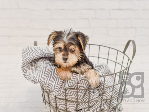 Silky-Malt DOG Female Black / Tan 34697 Petland Novi, Michigan