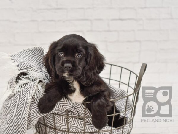 Cockalier DOG Male Black / White 34698 Petland Novi, Michigan