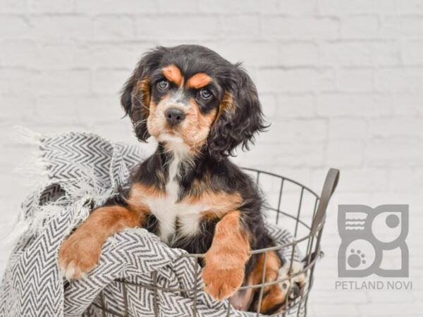 Cockalier DOG Female Black White / Tan 34699 Petland Novi, Michigan