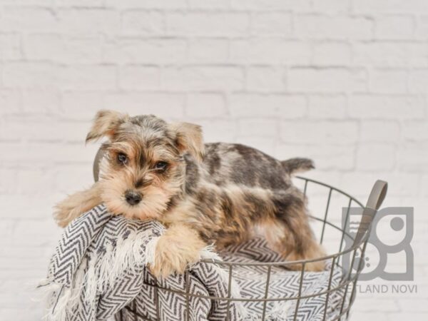 Miniature Schnauzer DOG Male Blue Merle 34700 Petland Novi, Michigan