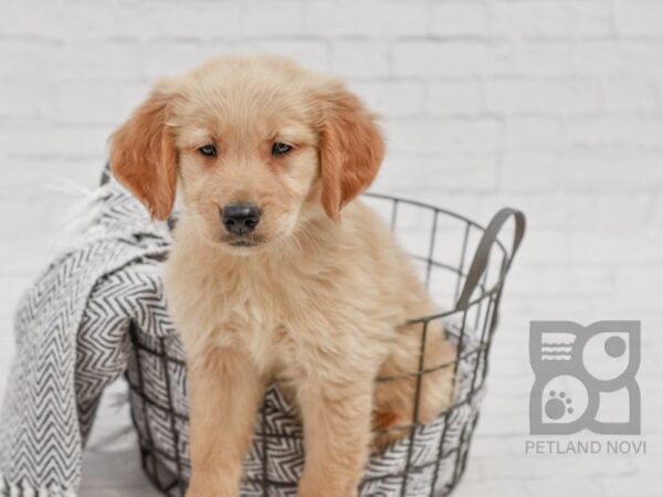 Golden Retriever DOG Male Golden 34702 Petland Novi, Michigan