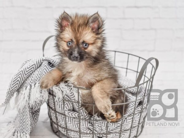 Pomsky DOG Male Brindle & White 34703 Petland Novi, Michigan