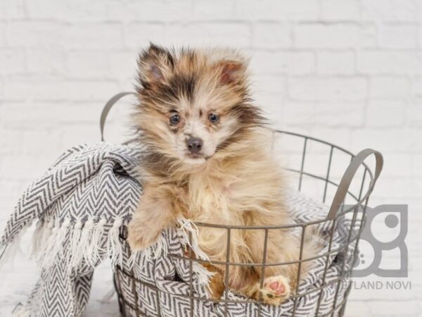 Pomsky DOG Female Blue Merle, Choc Markings 34704 Petland Novi, Michigan