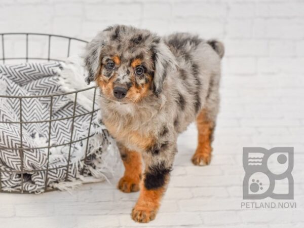 F2 Mini Bernadoodle DOG Female BLUE MERLE 34705 Petland Novi, Michigan