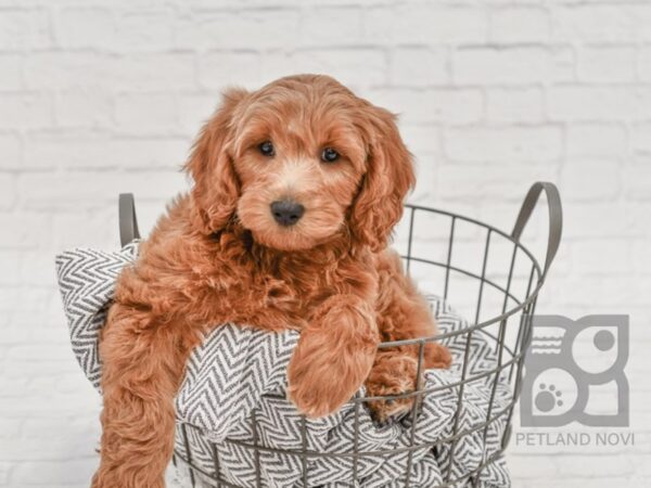 F2 MINI GOLDENDOODLE DOG Male Red 34706 Petland Novi, Michigan