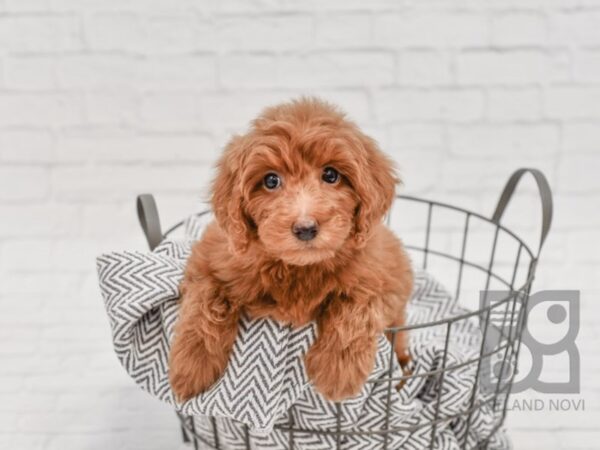 F2 MINI GOLDENDOODLE DOG Female Red 34707 Petland Novi, Michigan