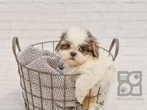 Shih Tzu DOG Male BLUE WHITE 34708 Petland Novi, Michigan