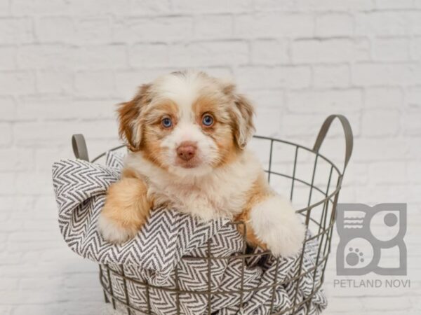 Aussie Poo DOG Male RED MERLE 34709 Petland Novi, Michigan