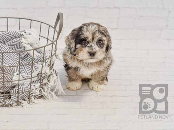 Lhasa Poo-DOG-Male-BLUE MERLE-34710-Petland Novi, Michigan