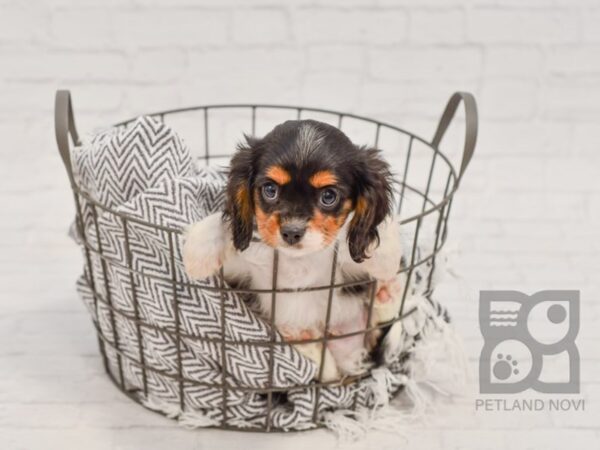 Cavalier King Charles Spaniel DOG Male BLENHIEM 34711 Petland Novi, Michigan