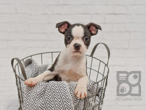 Boston Terrier DOG Male Black & White 34719 Petland Novi, Michigan