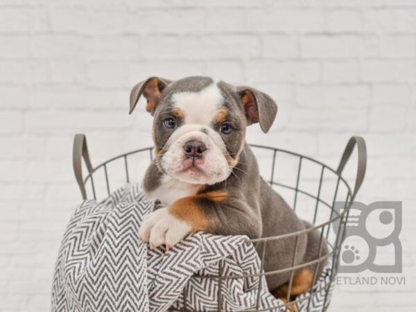 English Bulldog DOG Male Blue Tri 34720 Petland Novi, Michigan