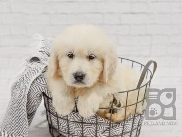 Golden Retriever-DOG-Male-Cream-34713-Petland Novi, Michigan