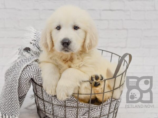 Golden Retriever-DOG-Male-Cream-34714-Petland Novi, Michigan