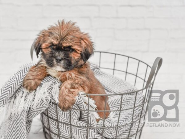 Lhasa Apso DOG Male Gold & White 34715 Petland Novi, Michigan