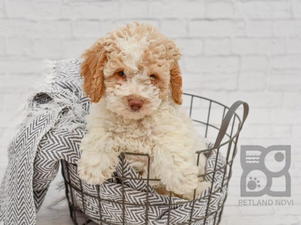 Miniature Poodle DOG Male Cream & White Parti 34717 Petland Novi, Michigan