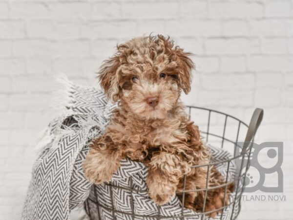 Miniature Poodle-DOG-Male-Chocolate Merle-34716-Petland Novi, Michigan