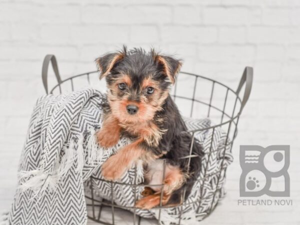 Yorkshire Terrier DOG Male Black & Tan 34718 Petland Novi, Michigan