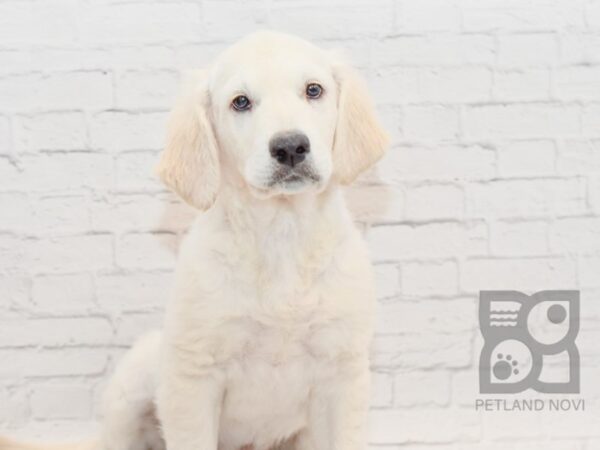 Golden Retriever DOG Male Cream 34619 Petland Novi, Michigan