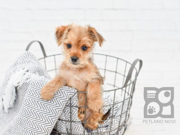 Morkie DOG Female Red Sable 34721 Petland Novi, Michigan