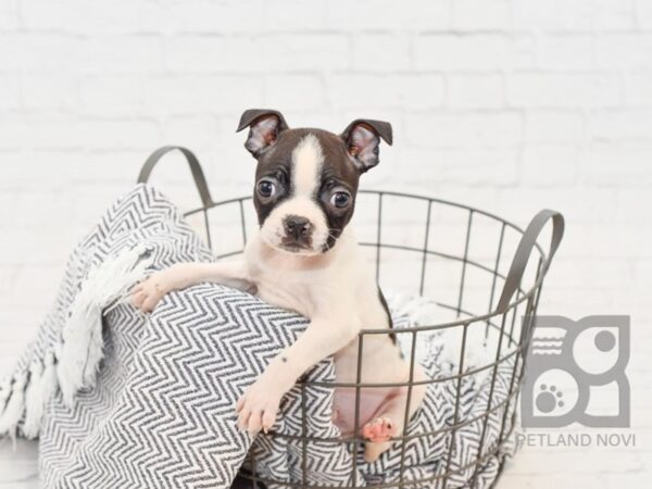 Boston Terrier DOG Male Black / White 34722 Petland Novi, Michigan