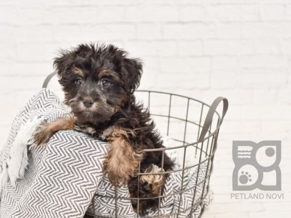 Havanese / Silky Terrier DOG Male Black / Tan 34723 Petland Novi, Michigan