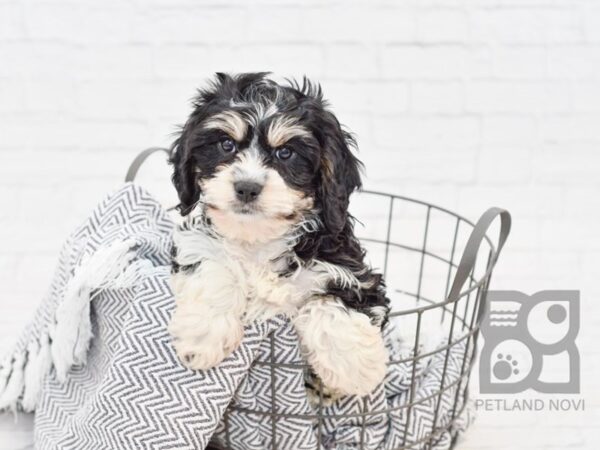 Cavachon-DOG-Male-White / Black-34724-Petland Novi, Michigan