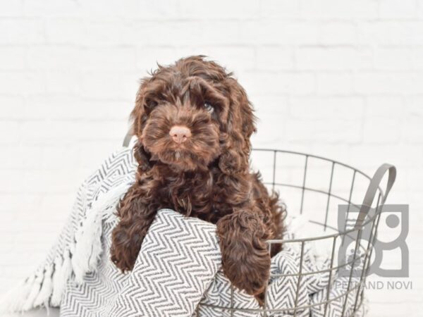 Cockapoo-DOG-Male-CHOC-34729-Petland Novi, Michigan