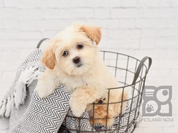 Teddy Bear DOG Female BRN WH 34730 Petland Novi, Michigan