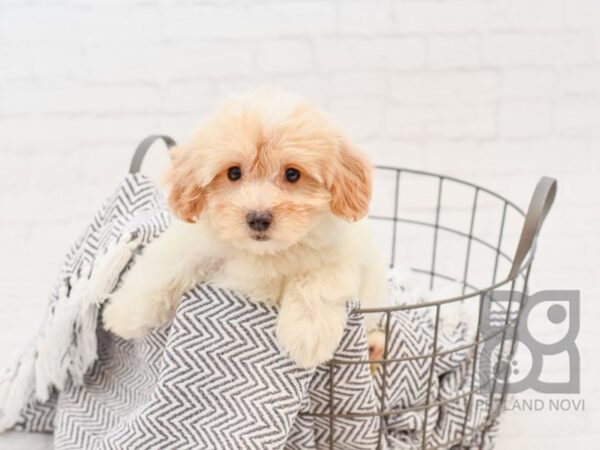 Maltipoo-DOG-Female-apricot wh-34731-Petland Novi, Michigan