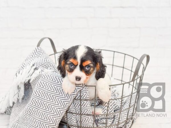 Cavalier King Charles Spaniel DOG Male tri 34732 Petland Novi, Michigan