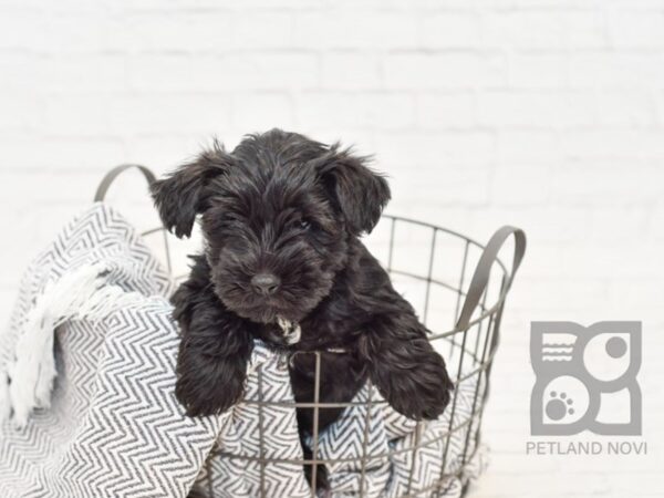 Miniature Schnauzer/Yorkie mix DOG Male BLK 34733 Petland Novi, Michigan