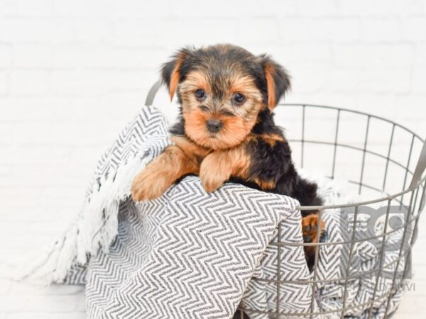 Yorkshire Terrier-DOG-Female-BLK TAN-34734-Petland Novi, Michigan