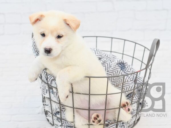 Shiba Inu-DOG-Female-Cream-34725-Petland Novi, Michigan