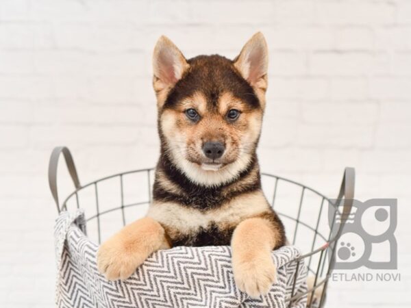 Shiba Inu DOG Male Black White / Tan 34726 Petland Novi, Michigan