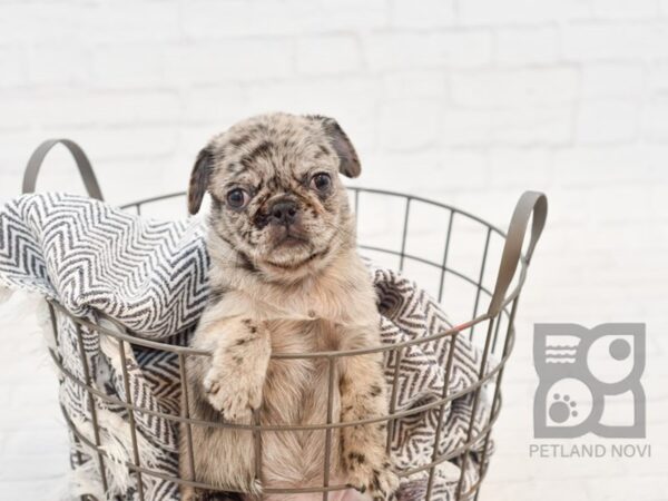 Pug DOG Female Blue Merle 34727 Petland Novi, Michigan