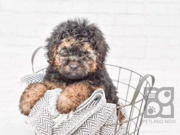 Mini Goldendoodle-DOG-Male-Black & Tan-34728-Petland Novi, Michigan