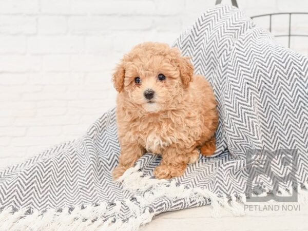 Bichonpoo-DOG-Female-RED-34737-Petland Novi, Michigan