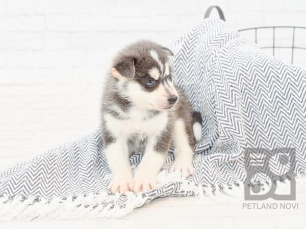 HuskieMo DOG Female BLK WHITE 34738 Petland Novi, Michigan