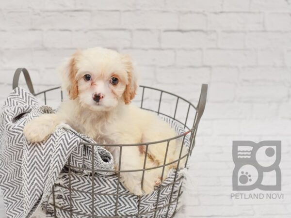 Cavachon DOG Female BLENHIEM 34739 Petland Novi, Michigan