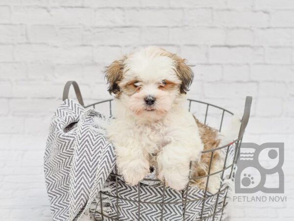 Shih Malt DOG Male BRN WH 34740 Petland Novi, Michigan